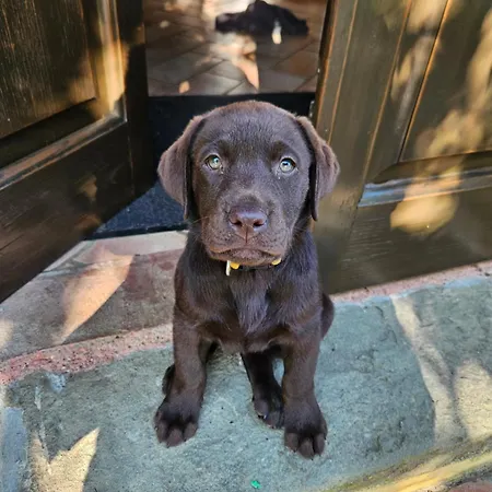 Podere Le Muricce * Cavriglia